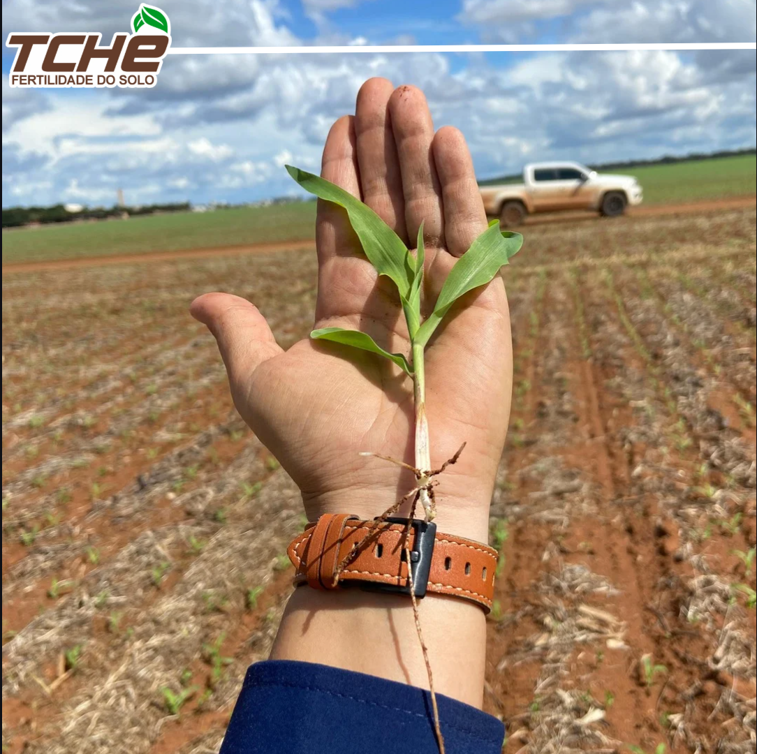 Mão segurando uma planta jovem com raízes à vista, diante de uma área cultivada.